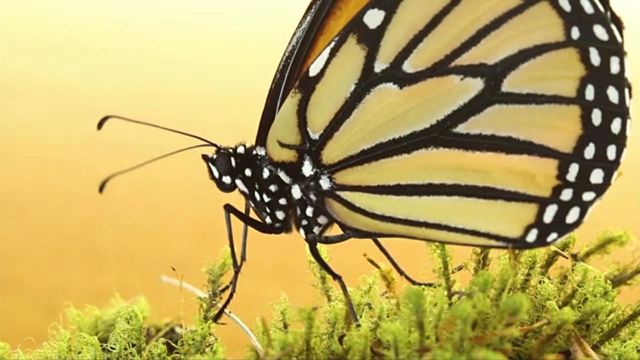 How butterflies evolved to thrive on milkweed and become 'flying poison'