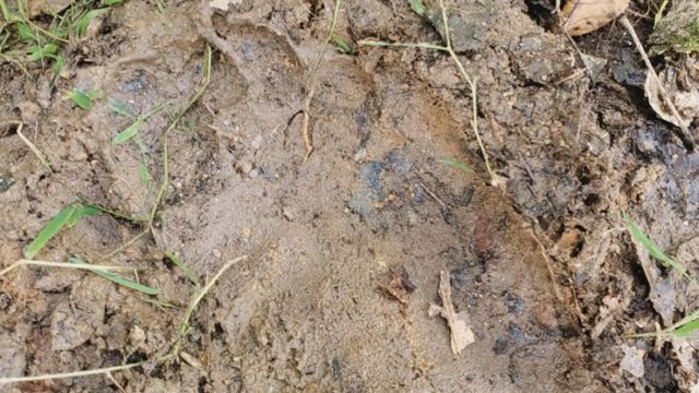 NC man says giant tracks are evidence of Big Foot