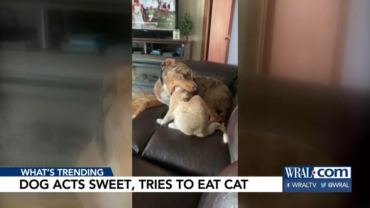 Dog eat deals cat