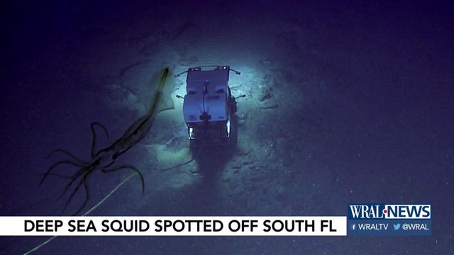 Giant squid spotted off Florida coast