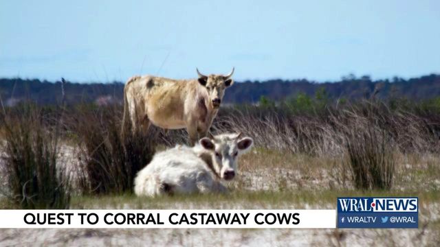 Cow castaways calm on barrier island
