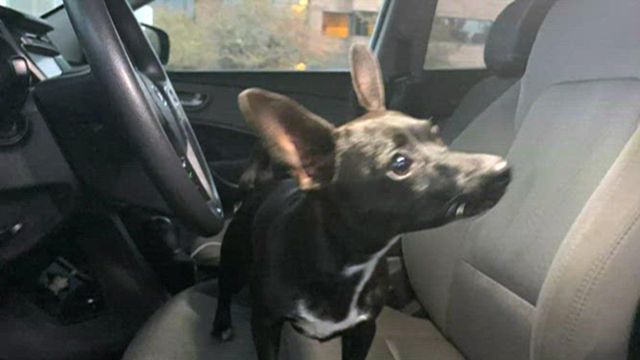 Caught on camera: Chihuahua puts SUV in gear, rolls it across highway