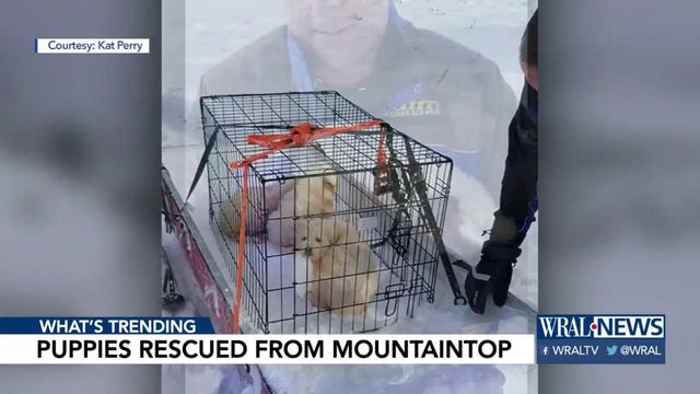 Couple rescues puppies from Utah mountaintop