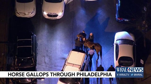 Horse gets loose in Philadelphia, finally caught, returned to owner