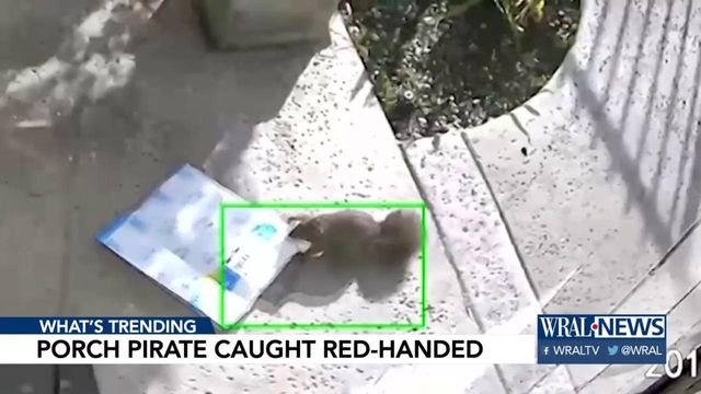 Man discovers porch pirate stealing his packages is squirrel