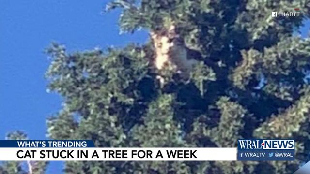 Cat rescued after being stuck in tree in Arizona for nearly a week