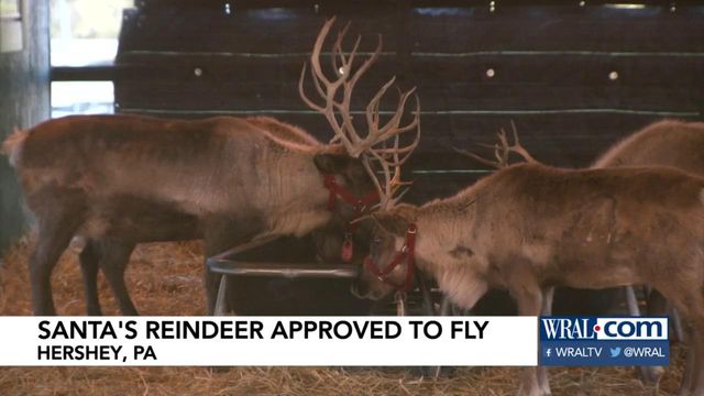 Santa's reindeer get clean bill of health for Christmas Eve flight