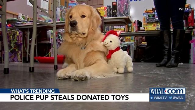 Inside job: Police dog caught stealing toys donated for children