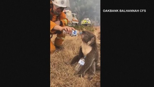 Raw: Firefighter helps koala drink from water bottle