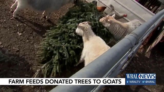 Farm feeds donated Christmas trees to goats