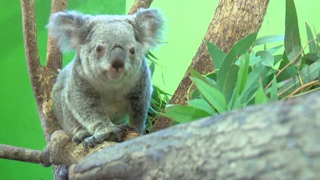 SC koalas could help species' survival