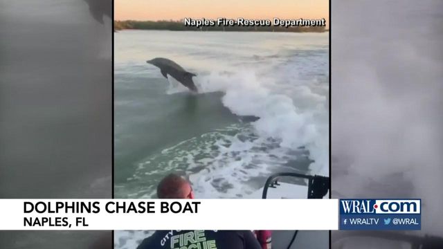 Dolphins have fun chasing firefighter boat in Florida