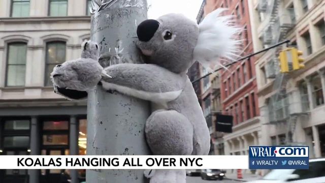 Plush koalas showing up around NYC to help support cause