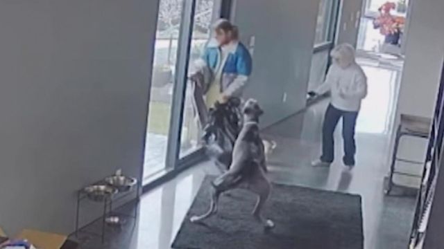 Good boy! - Great Dane takes on home invader