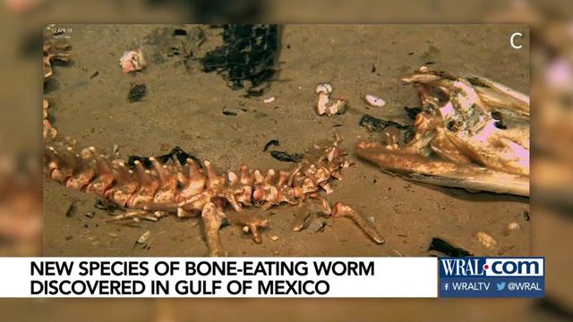 Bone-eating worms found on floor of Gulf of Mexico
