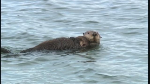 California sees surge in otter pup births