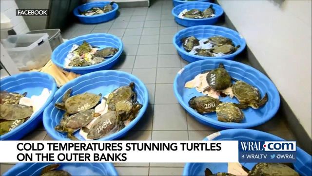 Aquarium helping over 100 cold-stunned turtles recover