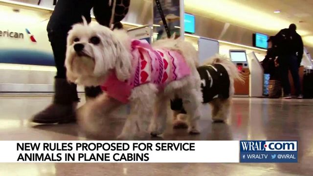 New rules could ban all service animals but dogs on planes