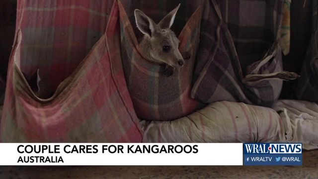 Australian couple cares for kangaroos