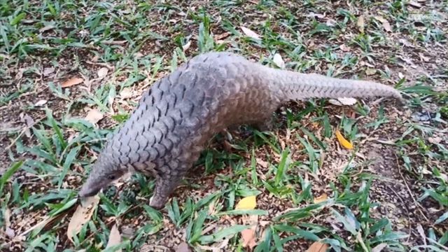 Health officials: Humans may have contracted coronavirus from pangolins
