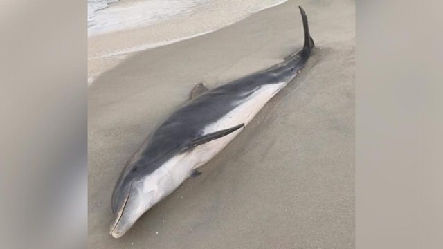 Dolphins found shot, stabbed