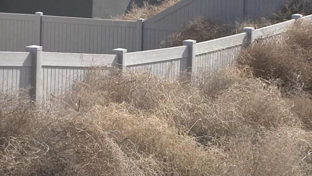 Tumbleweeds are burying some homes in Washington state