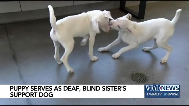 Deaf and blind puppy has her own guide dog ... her brother