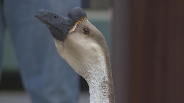 Honkin success: Bruce Bruce the Goose gets a new bill
