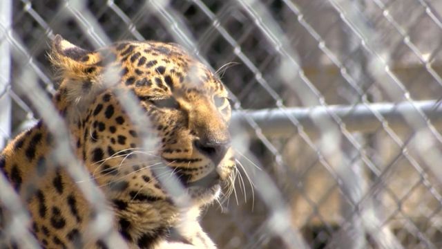 Nevada zoo asks for meat donations to help feed animals