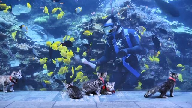 Kittens get to explore Georgia Aquarium during virus outbreak