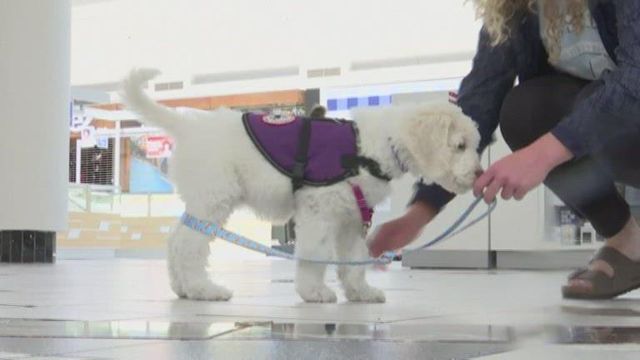 Mall in Ohio opens up as a training ground for service dogs