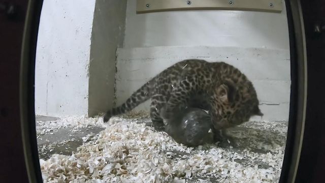 Camera fascinates leopard cub at Illinois zoo