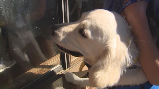 Window visits keep 'comfort dog' busy