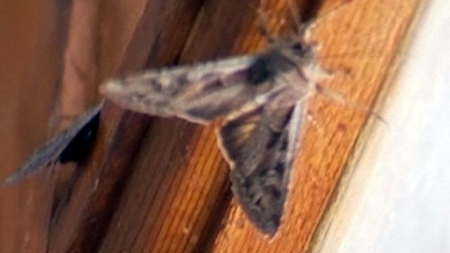 Moths invade New Mexico animal sanctuary
