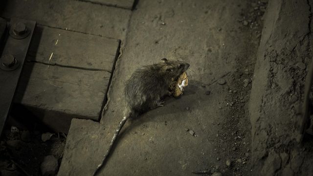 CDC warns public of starving, aggressive rats