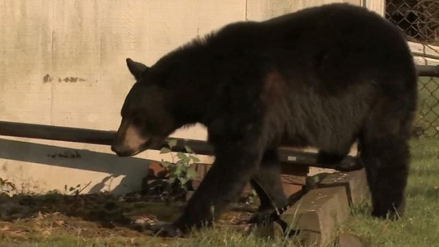 Uninvited guest: Bear crashes Memorial Day cookout