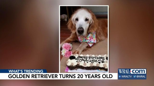 Golden retriever earns distinction of one of longest-living as she turns 20
