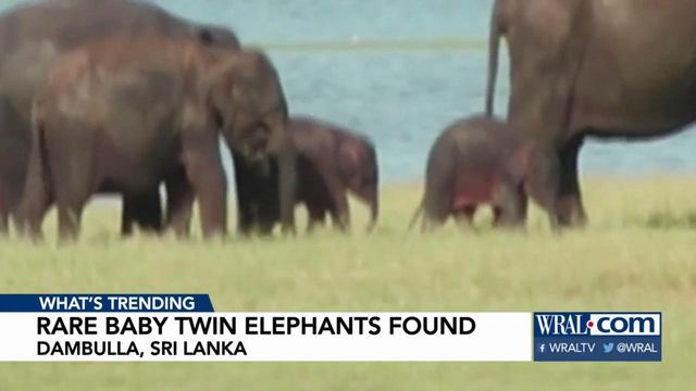 Rare baby twin elephants born in Sri Lanka