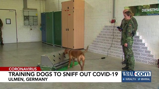 German military dogs being trained to sniff out coronavirus