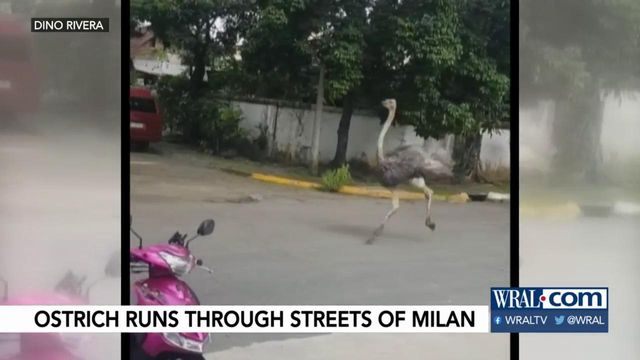 Ostrich on the loose causes ruckus in Philippines