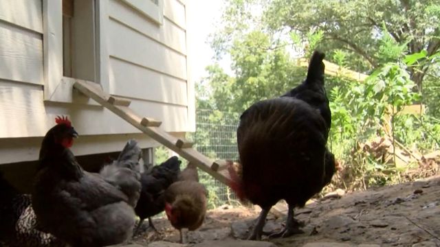 Woman creates 'luxury' chicken coop during quarantine 