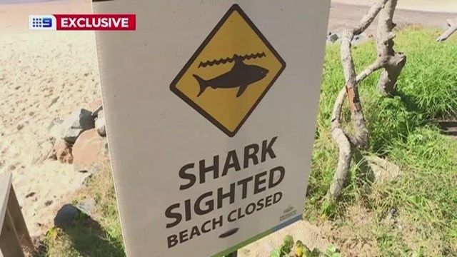 Man punches a shark that was attacking his wife in Australia 