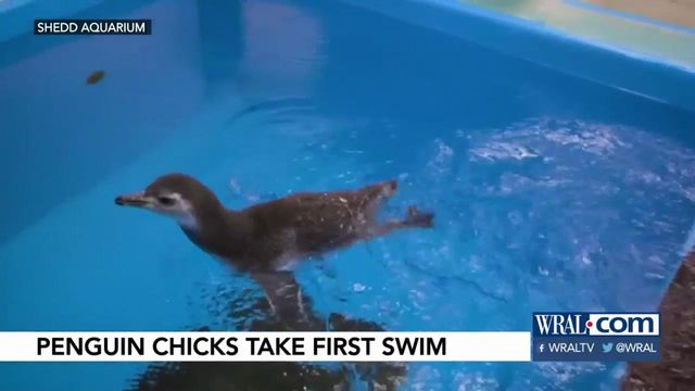 Penguin chicks take first swim at Chicago aquarium