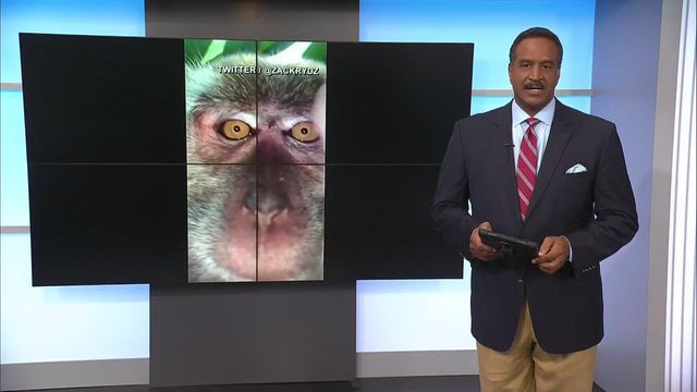 Monkey steals man's phone, takes selfies, video with it