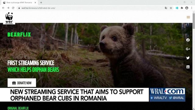 'Bearflix' is new streaming service to support orphaned bear cubs