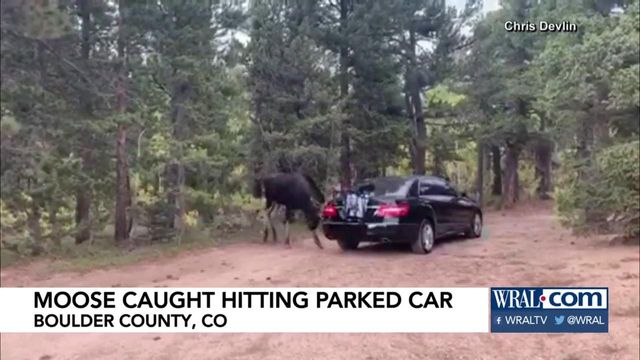 Caught on Cam: Moose hitting parked car with antlers