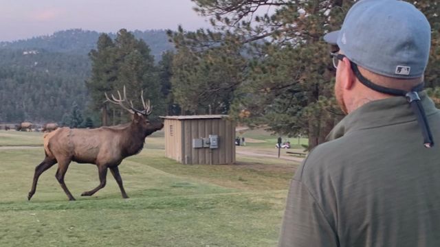 Gored on the green: Elk encounter injures golfer