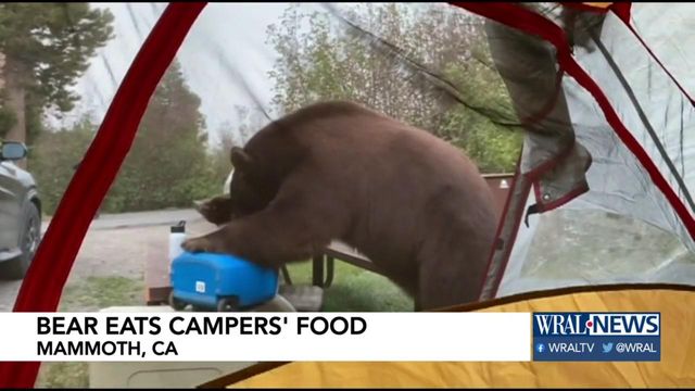 Bear helps itself to camper's food 