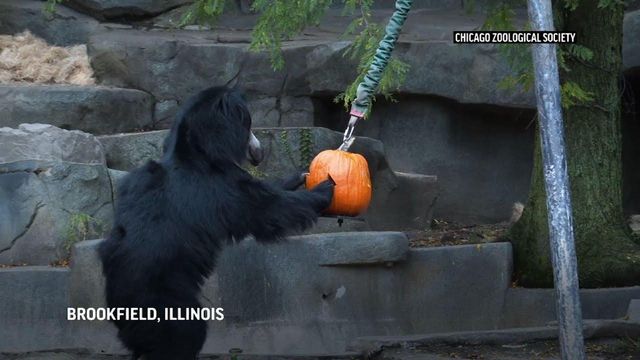 Zoo animals in Illinois get Halloween treats