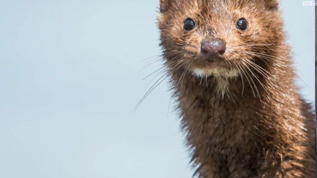 Denmark to kill 15 million mink to contain COVID-19